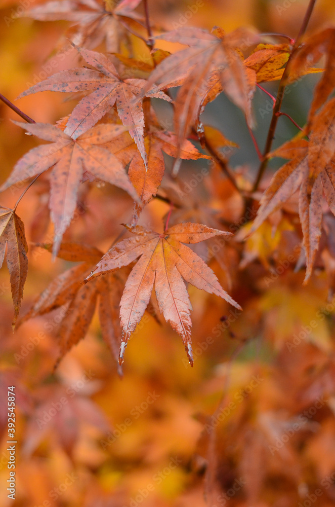 Bright orange leaves of the Japanese maple, wet from the rain. Bright orange leaves of the Japanese maple, wet from the rain.