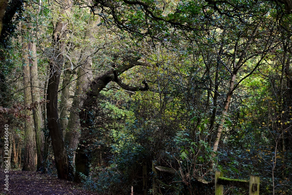 Entrance into the woods in autumn, England, UK Entrance into the woods in autumn, England, UK