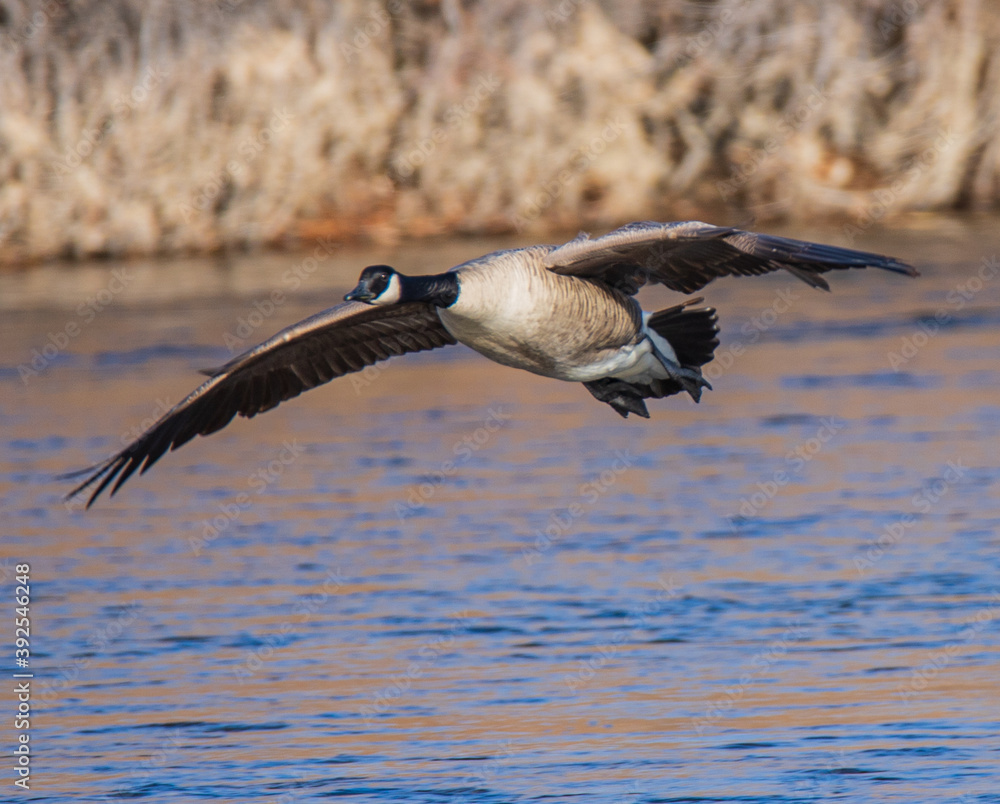 Fototapeta premium goose in flight