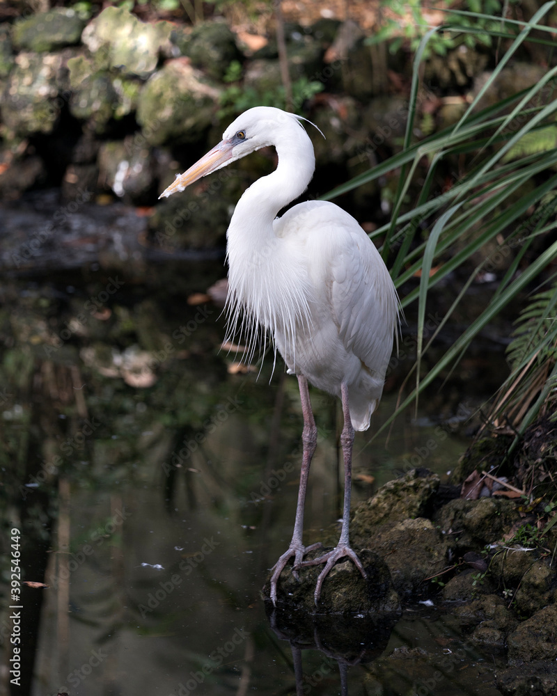 White Heron stock photo. White Heron close-up profile view standing on moss rock displaying body, head, long neck, beak, in its environment and habitat with a blur foliage background. Image. Picture. White Heron stock photo. White Heron close-up profile view standing on moss rock displaying body, head, long neck, beak, in its environment and habitat with a blur foliage background. Image. Picture.
