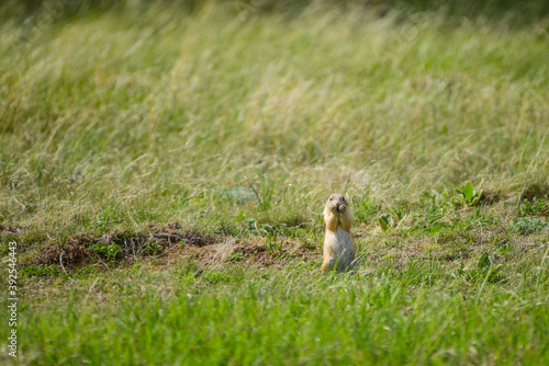 prairie dog in the grass