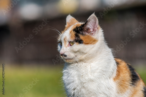 A portrait of a yellow white and black mixed colors domestic cat. The cat is looking camera. green blur background, at the park, on grass © attraction art