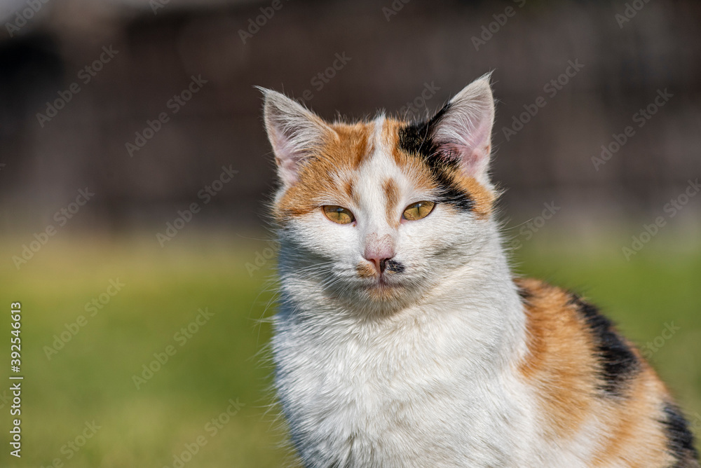 A portrait of a yellow white and black mixed colors domestic cat. The cat is looking camera. green blur background, at the park, on grass A portrait of a yellow white and black mixed colors domestic cat. The cat is looking camera. green blur background, at the park, on grass