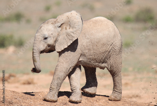 Addo Elephant National Park  portrait of an elephant calf