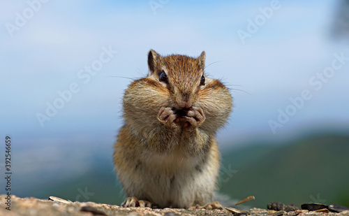 portrait of a cute striped Chipmunk nibbling seeds