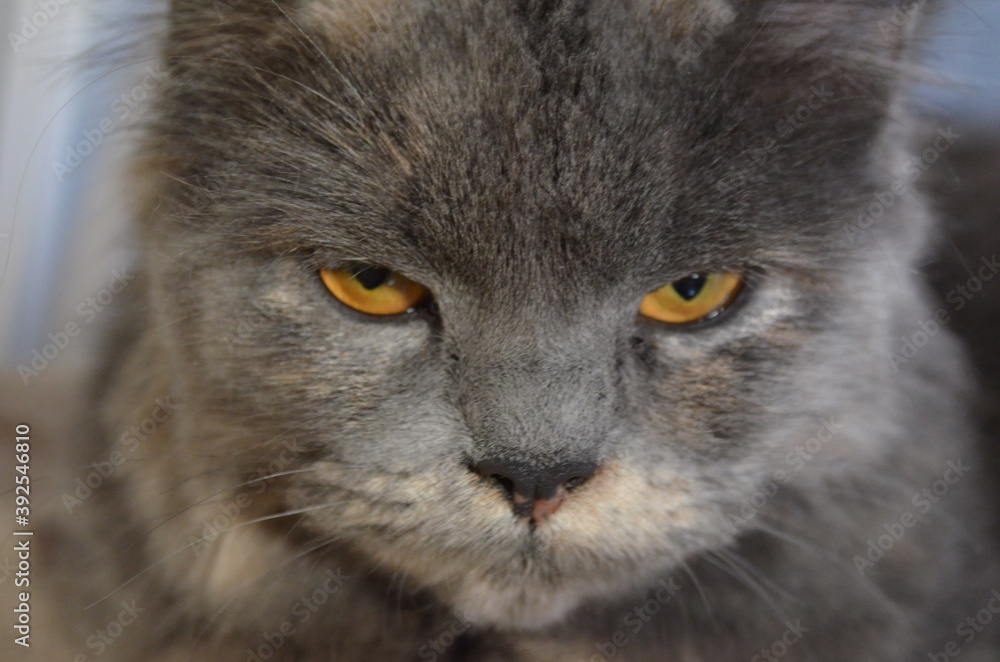 Closeup portrait of a beautiful domestic siberian cat Closeup portrait of a beautiful domestic siberian cat
