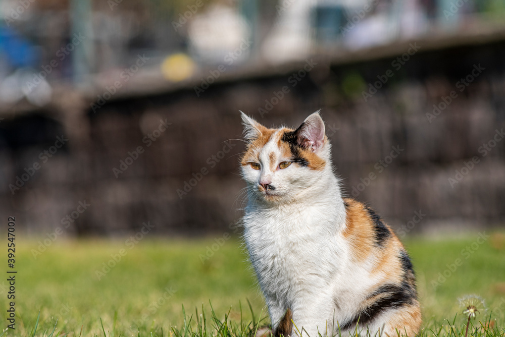 A portrait of a yellow white and black mixed colors domestic cat. The cat is looking camera. green blur background, at the park, on grass A portrait of a yellow white and black mixed colors domestic cat. The cat is looking camera. green blur background, at the park, on grass