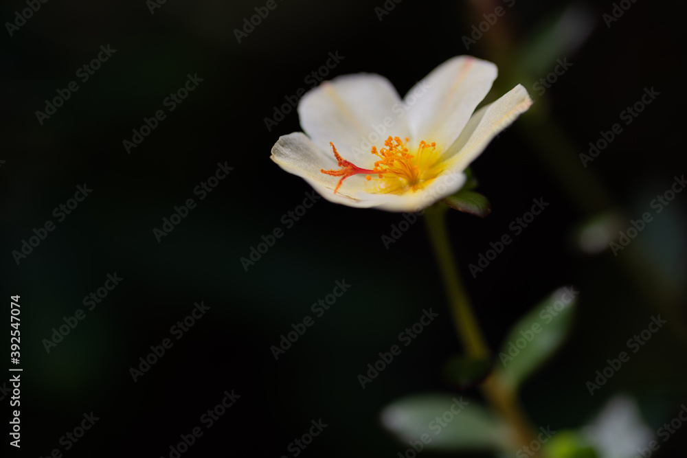 Fototapeta premium Flor 11 horas com fundo escuro