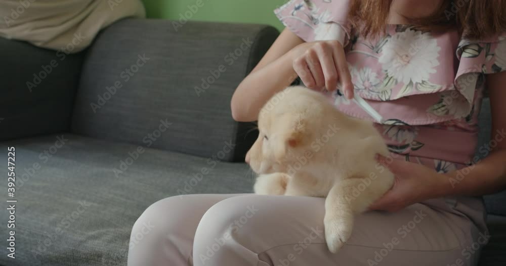 Pet owner brush her dog at home Pet owner brush her dog at home
