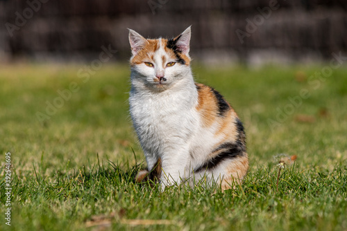 A portrait of a yellow white and black mixed colors domestic cat. The cat is looking camera. green blur background, at the park, on grass