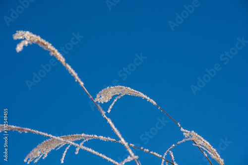 霧氷が付いた寒い冬の朝のススキの穂 