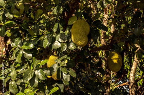 Jackfruits hanging in trees in a tropical fruit garden in Brazil