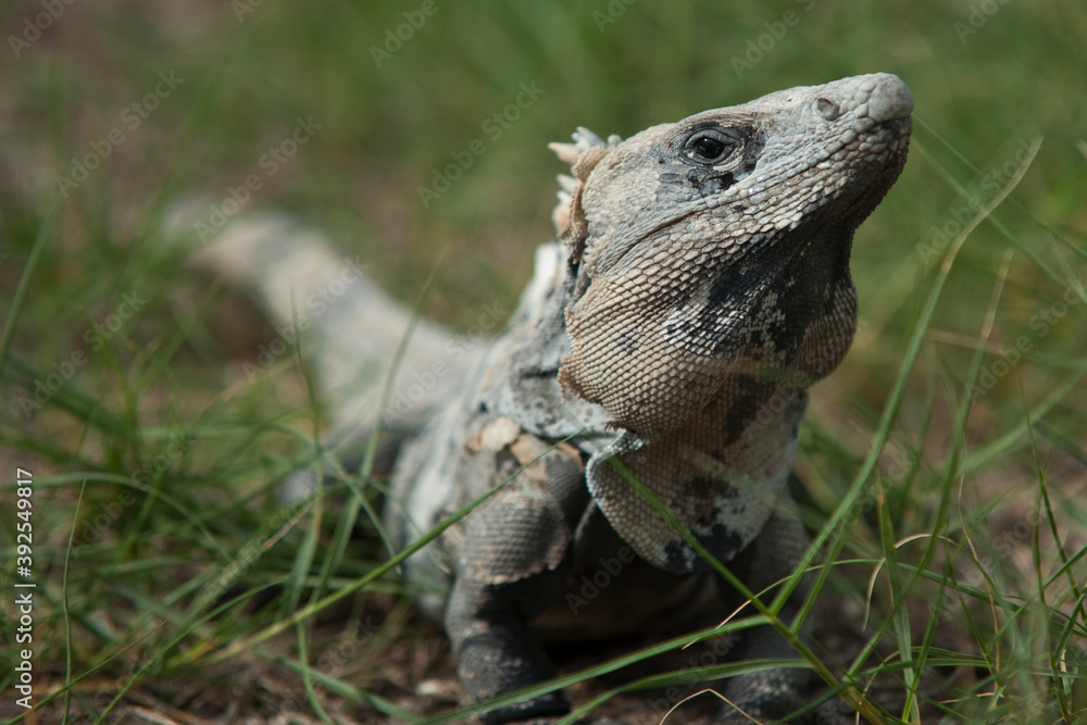 Fototapeta premium Close ups of huge reptiles from exotic places