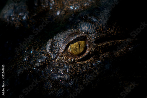 Close ups of huge reptiles from exotic places
