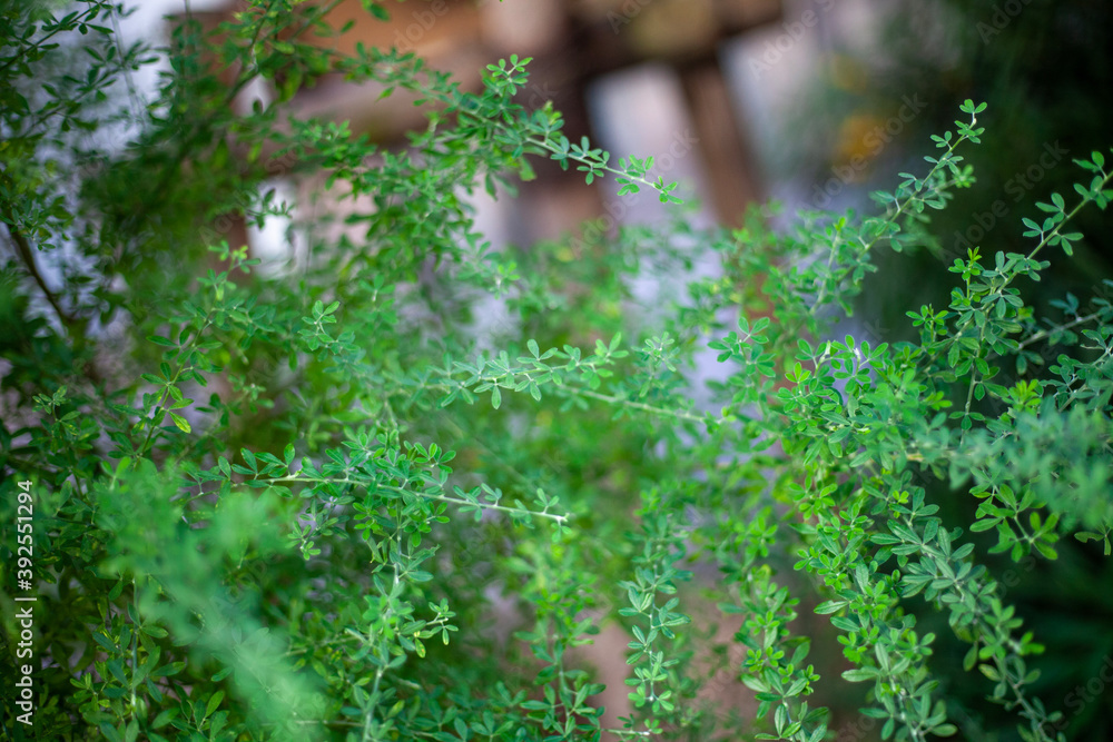 Obraz premium green moss in the forest