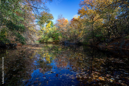 Trees reflect off Bank Rock Bay in Central Park, New York City