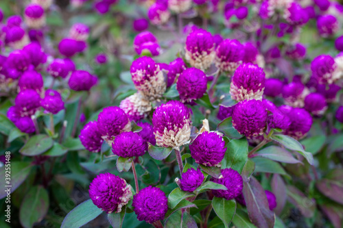 flowers in the garden