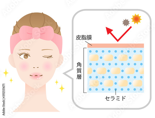 健康な肌　断面図　女性