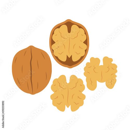 Fresh Walnut. Walnut tree. Illustration