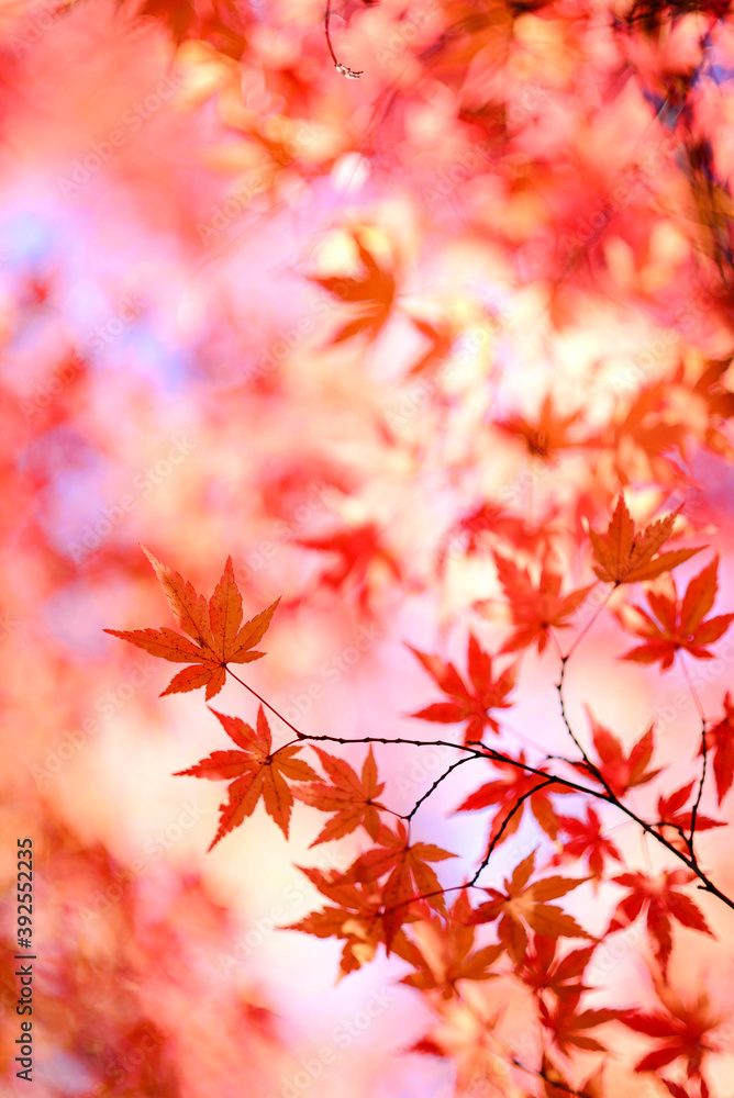 The autumn leaves in Japan are so beautiful. The autumn leaves in Japan are so beautiful.