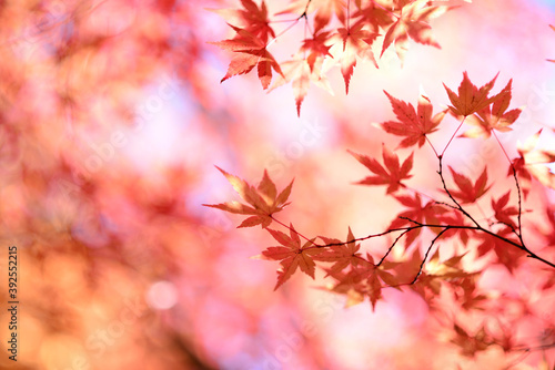 The autumn leaves in Japan are so beautiful.