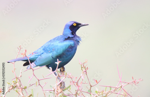 Addo Elephant National Park: Cape glossy starling