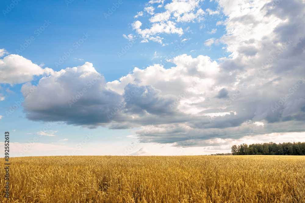 Obraz premium a clearing with yellow ripe ears of wheat with a blue cloudy sky before the rain