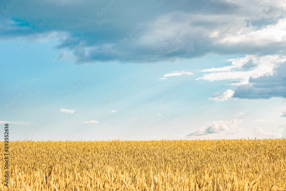 a clearing with yellow ripe ears of wheat with a blue cloudy sky