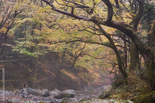 A river flows through the valley. Autumn landscape. Shot in Odamiyama  Ehime  Japan. Ishizuchi Quasi-National Park.