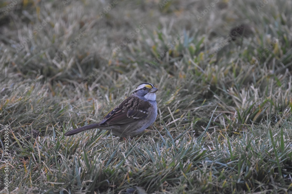 White-throated Sparrow enjoying seed in the grass White-throated Sparrow enjoying seed in the grass