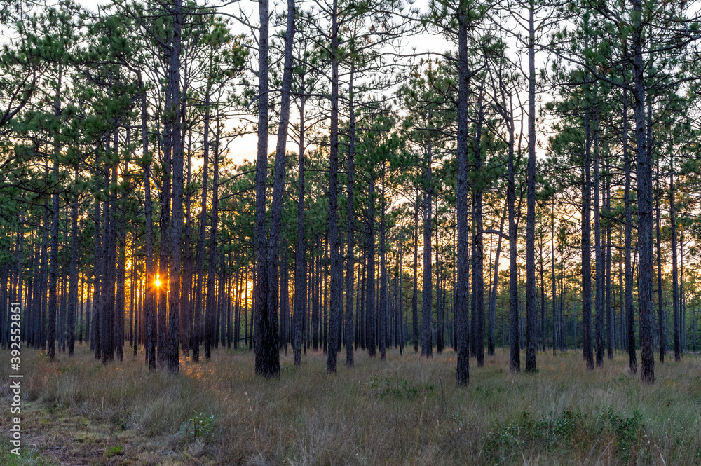 Fototapeta premium Long Leaf Pine Savannah Sunset Sky through Trees on Left