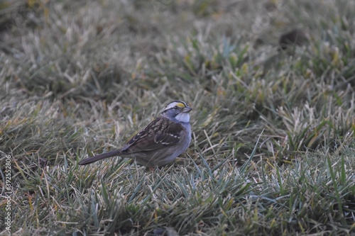 White-throated Sparrow enjoying seed in the grass