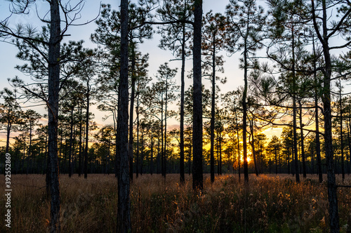 Long Leaf Pine Savannah Sunset Sky through Trees on Right