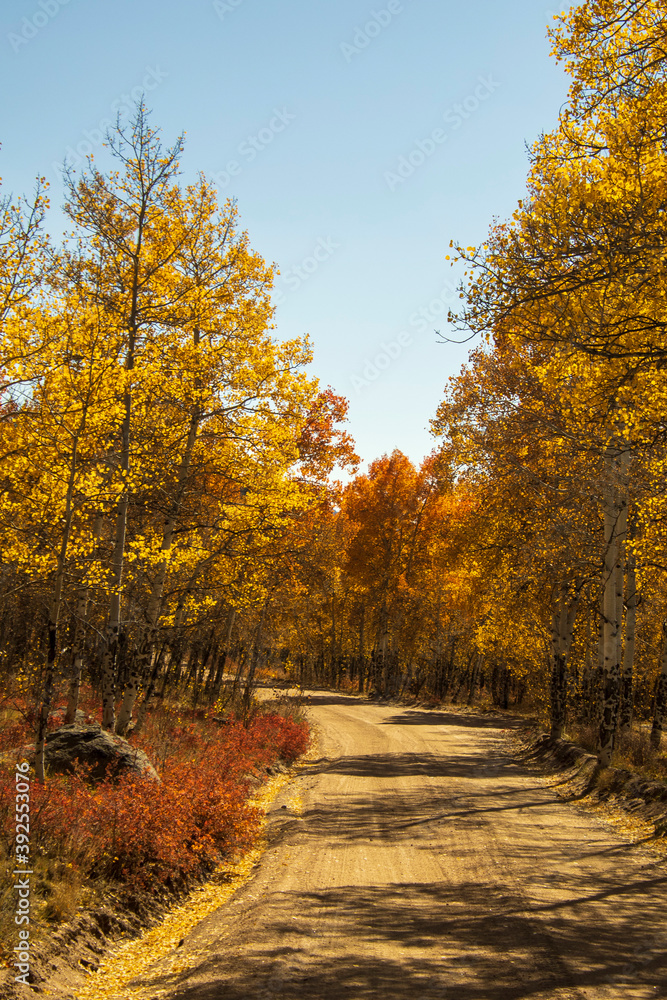 Fototapeta premium Fall 2020 in Buena Vista