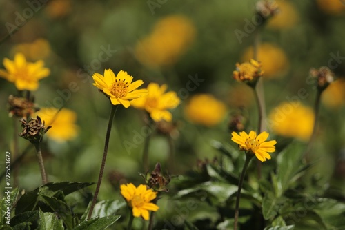 yellow flowers in the field © Witchayut