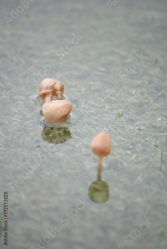 mushrooms in rain