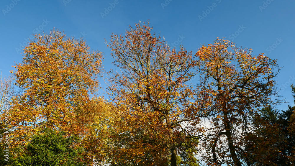 Cross-diving view of the foliage of trees in the colours of autumn. Cross-diving view of the foliage of trees in the colours of autumn.