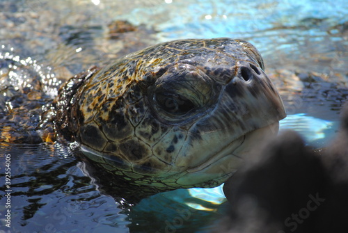 sea turtle