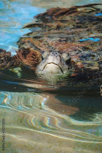 sea turtle