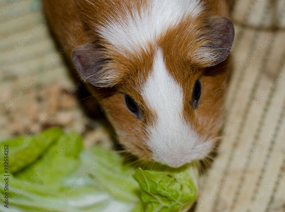 White with ginger spots Guinea pig eats fresh lettuce leaf. Pets. Rodents. White with ginger spots Guinea pig eats fresh lettuce leaf. Pets. Rodents.