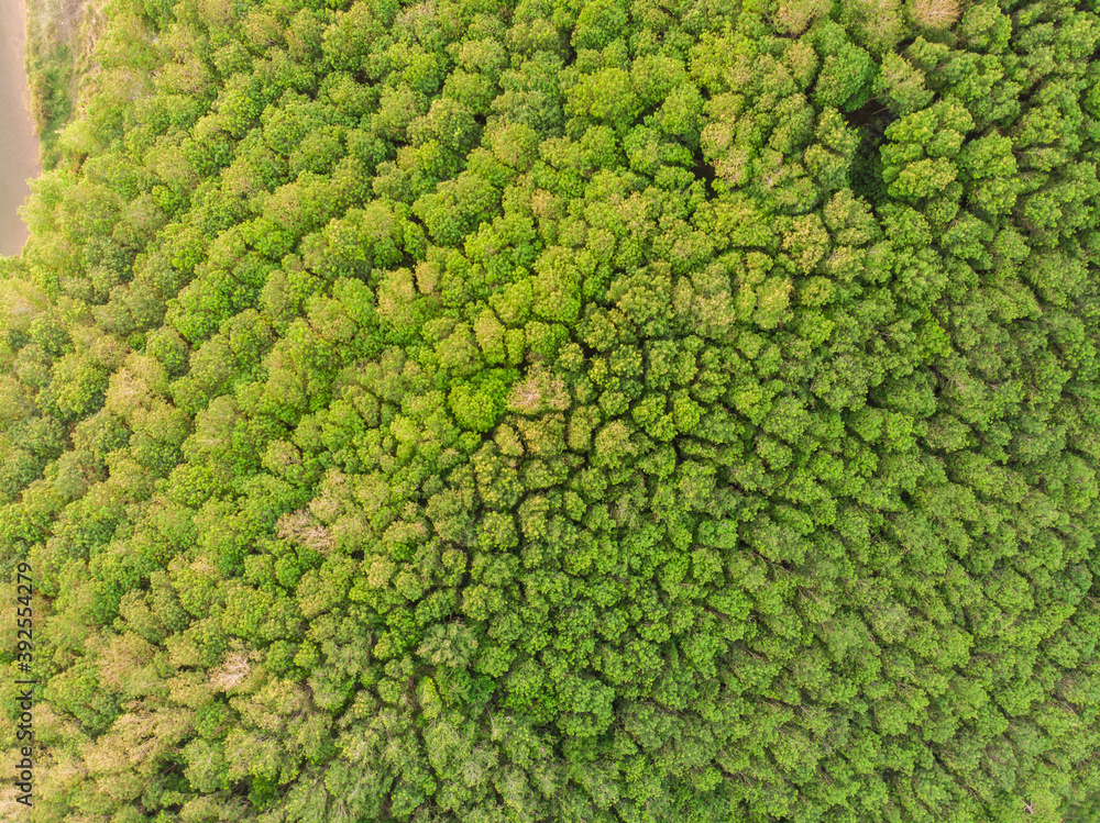 Green tropical green tree rain forest aerial view Green tropical green tree rain forest aerial view