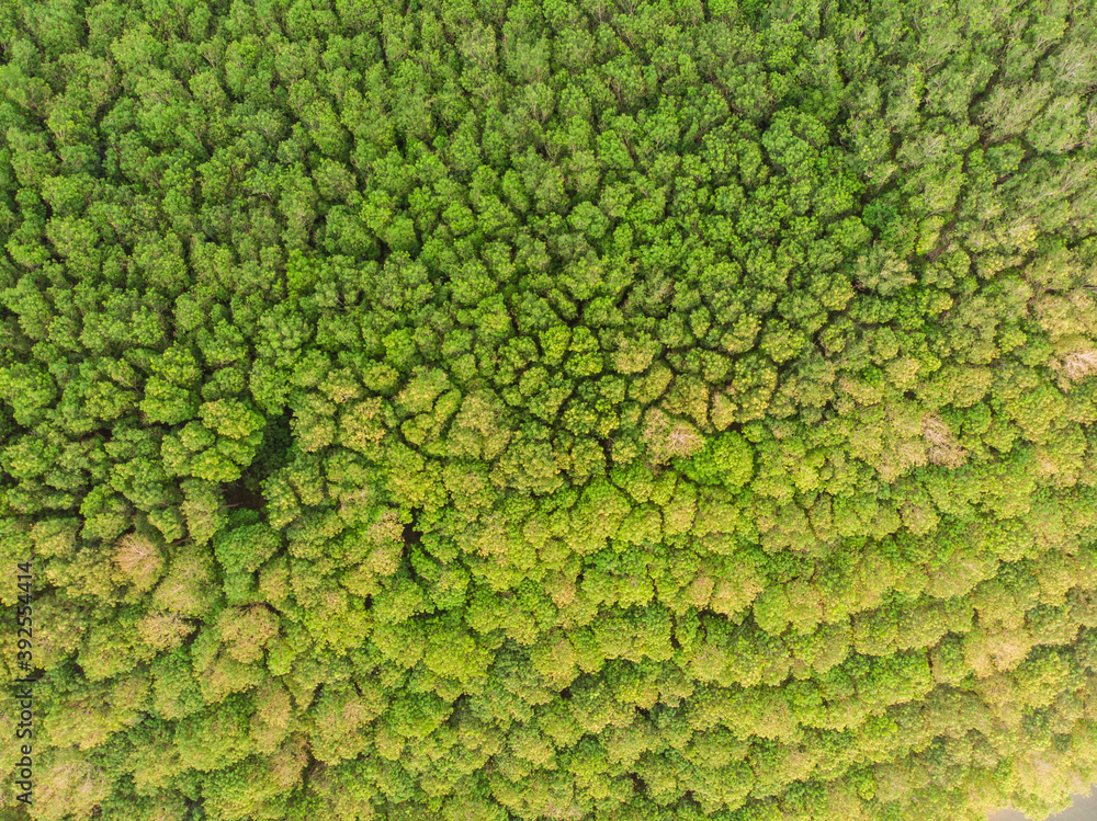 Green tropical green tree rain forest aerial view Green tropical green tree rain forest aerial view