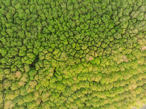 Green tropical green tree rain forest aerial view
