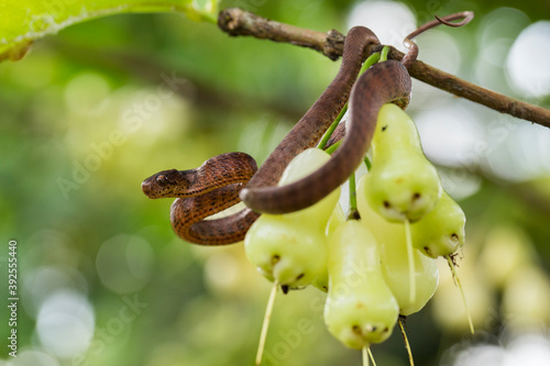The keeled slug-eating snake, Pareas carinatus, is a species of snake in the family Pareidae . It is relatively widespread in Southeast Asia
 photo