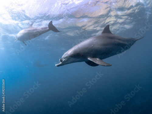 イルカと豊かな海 © 航輔 乾