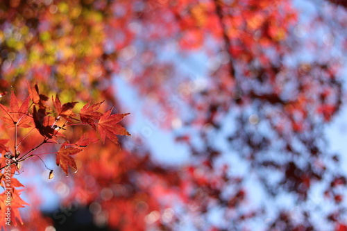 紅葉の風景