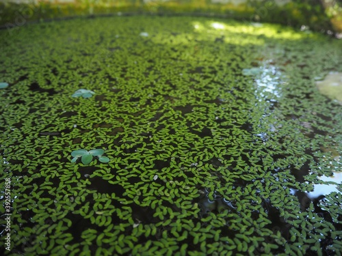 Pond for ornamental plants