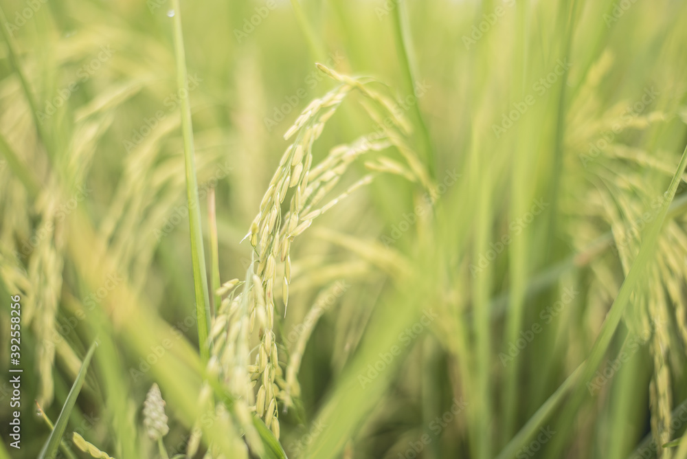 Rice field background Rice field background