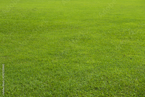 Green grass background,nature background