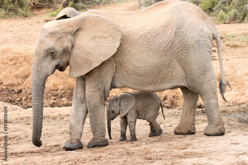 Addo Elephant National Park: very young calf elephant sticks close to its mother